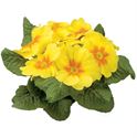 Afbeelding van Primula P10.5 Kleurtonend Yellow